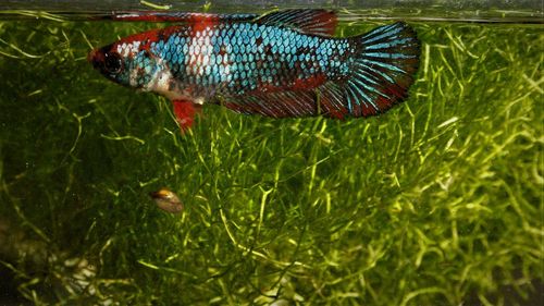 Close-up of fish swimming in sea