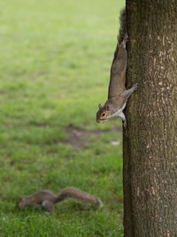 Two squirrels- one coming down from the tree and the other on the lawn.