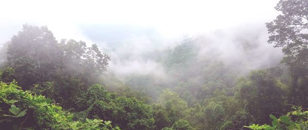 Trees in forest against sky