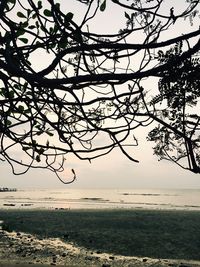 Reflection of bare trees in water