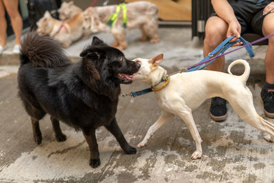 Dogs playing with dog