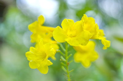 Close-up of yellow flowering plant