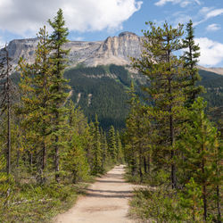 Scenic view of pine trees and mountains against sky