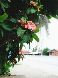 Close-up of flowers against blurred background