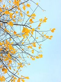 Low angle view of tree against clear blue sky