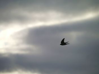 Low angle view of silhouette bird flying against sky