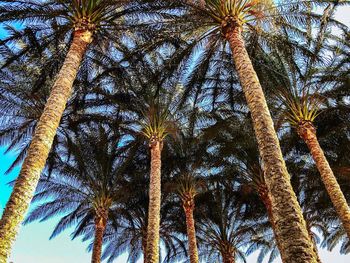 Low angle view of palm trees against blue sky