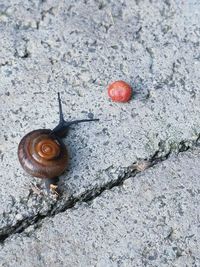 High angle view of snail on land