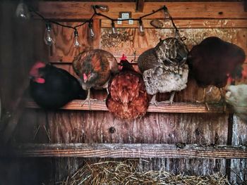 View of birds on wood