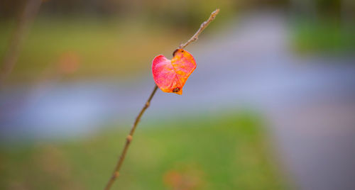 Close-up of red berries on plant