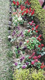 Pink flowers growing on plant