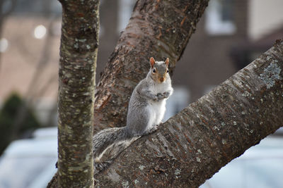 Squirrel on tree trunk