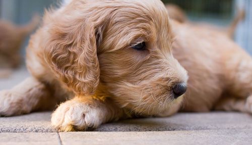 Close-up of golden retriever relaxing outdoors