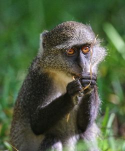 Close-up of monkey with dry vine