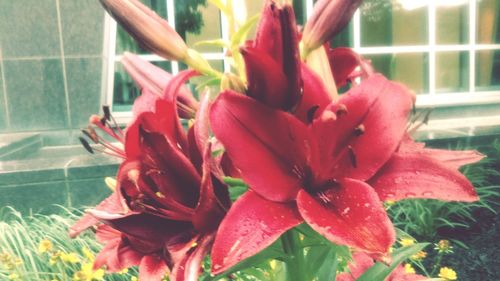 Close-up of red lilies