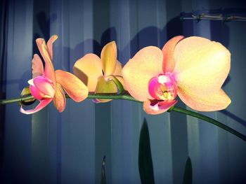 Close-up of pink orchid blooming outdoors