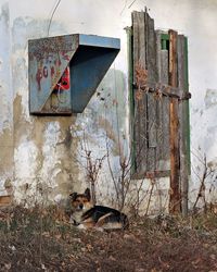 Dog relaxing in old abandoned building