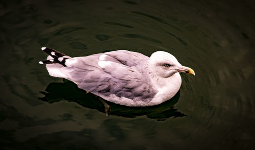 High angle view of seagull swimming in lake