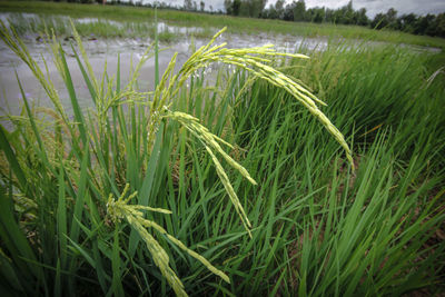 Close-up of crops growing on field