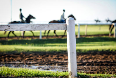 Horse in paddock