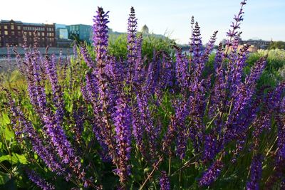 Purple flowering plants on field