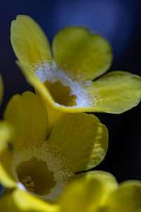 Close-up of lemon slice against black background