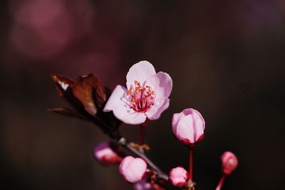 Close-up of pink cherry blossom