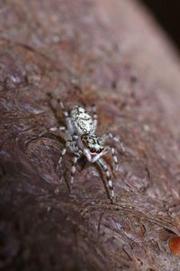 Close-up of spider on tree trunk