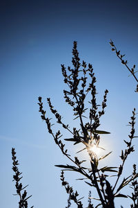 Low angle view of flowering plants against blue sky