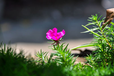 Close-up of pink flowering plant