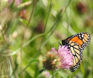 Close-up of butterfly pollinating on flower