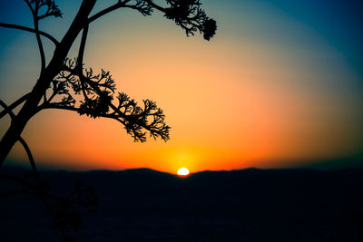 Silhouette tree against orange sky