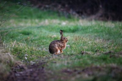 Close-up of rabbit on grassy field