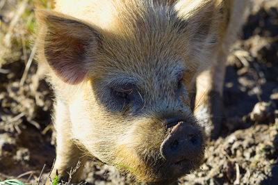 Close-up portrait of an animal