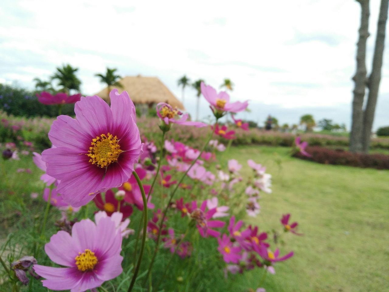 CLOSE-UP OF PINK COSMOS FLOWERS GROWING ON FIELD