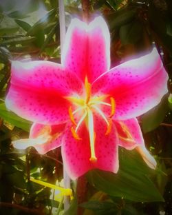 Close-up of pink flower