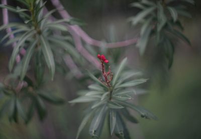 Close-up of red flowering plant