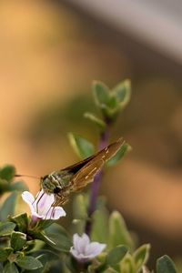 Close-up of butterfly pollinating on flower