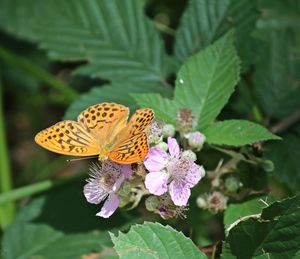 Close-up of butterfly on purple flower