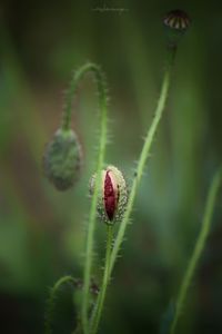Close-up of insect on leaf