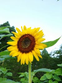 Close-up of sunflower