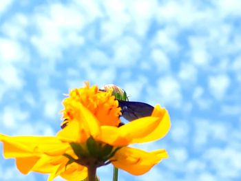 Low angle view of yellow flowering plant against sky