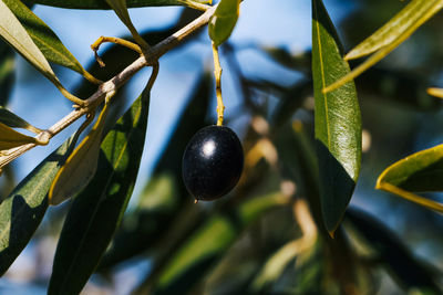 Close-up of berries growing on tree