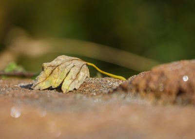 Close-up of dry leaf on wet leaves