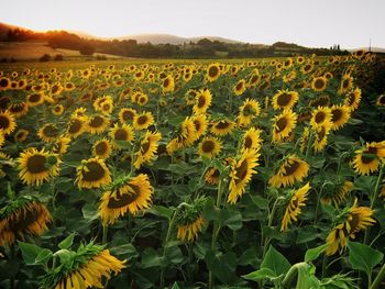 Sunflowers growing in field