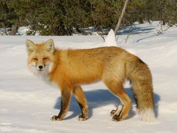 Portrait of red fox on snowy field