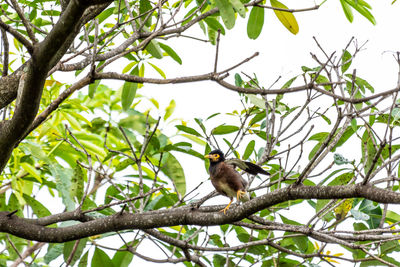 Low angle view of monkey on tree