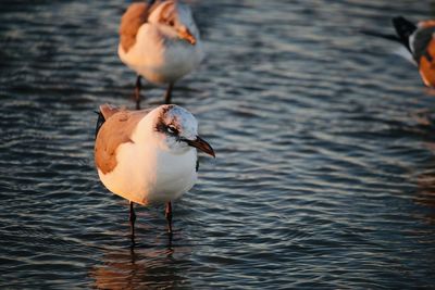 Close-up of seagulls on lake