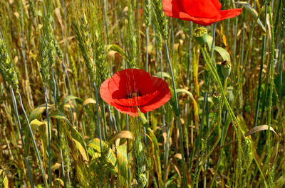 Close-up of red poppy flowers in field