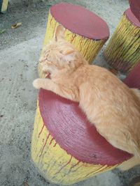 High angle view of cat sleeping